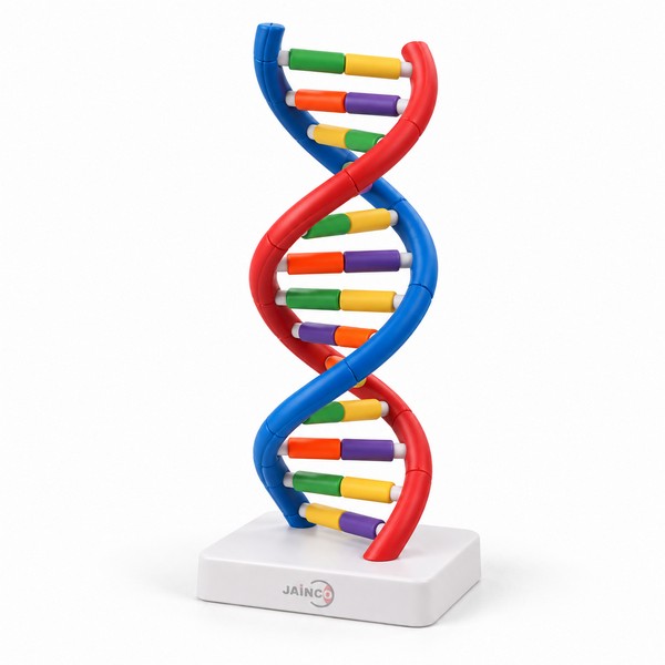 DNA (Helical) Models